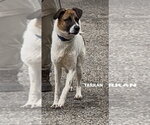 Small Mutt