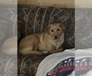 Golden Retriever-Unknown Mix Puppy for sale in CRANE, MO, USA