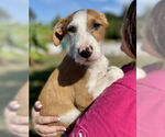 Small Parson Russell Terrier Mix