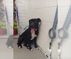 Labrador Retriever-Unknown Mix Dogs for adoption in San Bernardino, CA, USA