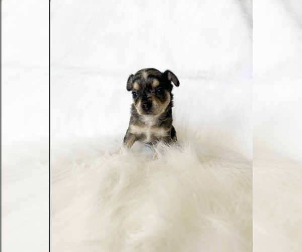 Medium Photo #6 Chihuahua Puppy For Sale in SACRAMENTO, CA, USA