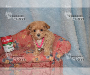Maltipoo Puppy for sale in SANGER, TX, USA