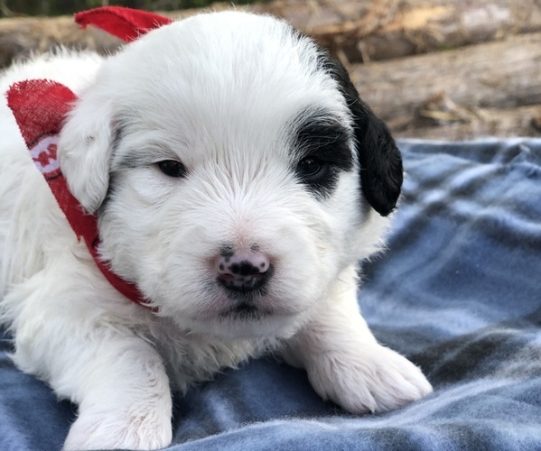 Full screen Photo #6 Poodle (Toy)-Texas Heeler Mix Puppy For Sale in MARQUAND, MO, USA