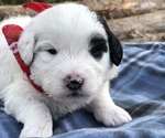 Small Photo #6 Poodle (Toy)-Texas Heeler Mix Puppy For Sale in MARQUAND, MO, USA