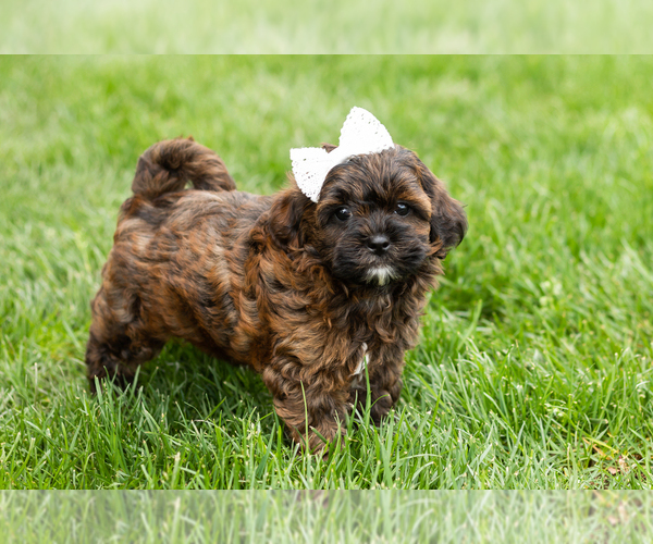 Medium Photo #3 Shih-Poo Puppy For Sale in NAPPANEE, IN, USA