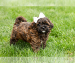 Small #2 Shih-Poo