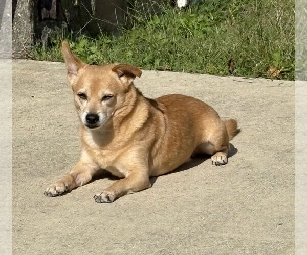 Medium Photo #4 Chihuahua-Unknown Mix Puppy For Sale in Mount Laurel, NJ, USA