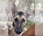 Small German Shepherd Dog Mix