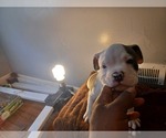 Small Photo #6 American Bully Puppy For Sale in DETROIT, MI, USA