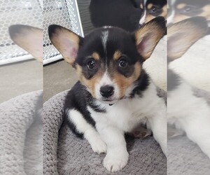 Pembroke Welsh Corgi Puppy for sale in BRIGGSDALE, CO, USA