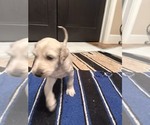 Small Photo #18 Afghan Hound Puppy For Sale in VIDALIA, GA, USA