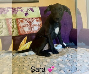Labrador Retriever-Unknown Mix Dogs for adoption in Rockaway, NJ, USA