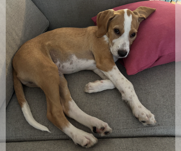 Medium Photo #10 Mutt Puppy For Sale in Brooklyn, NY, USA