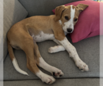 Small #9 Mutt