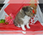 Small #1 Shetland Sheepdog