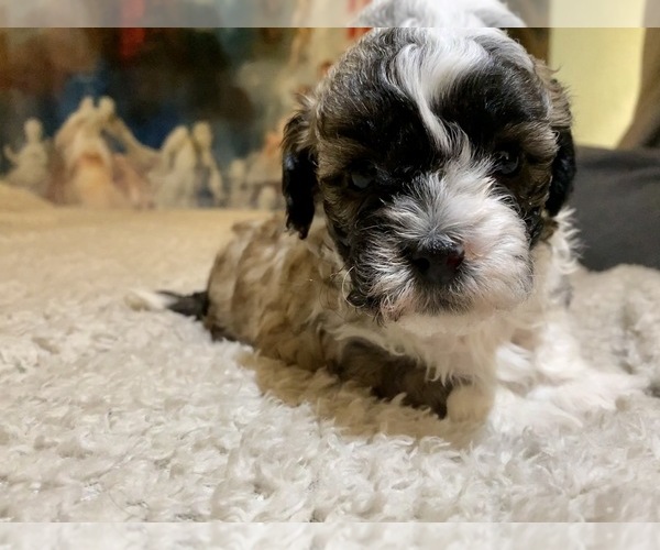 Medium Photo #19 Zuchon Puppy For Sale in GALENA, NV, USA