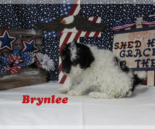 Medium Photo #10 Poodle (Toy) Puppy For Sale in CHANUTE, KS, USA