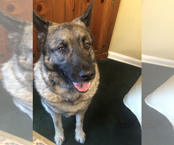 Medium Photo #11 Akita-Norwegian Elkhound Mix Puppy For Sale in Doylestown, PA, USA