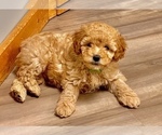 Puppy 3 Goldendoodle (Miniature)