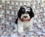 Small #7 ShihPoo