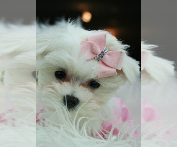 Medium Photo #12 Maltese Puppy For Sale in MIAMI BEACH, FL, USA