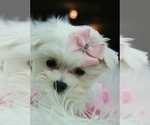 Small #11 Maltese