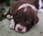 Small Photo #3 Bernedoodle Puppy For Sale in WEST SALEM, IL, USA