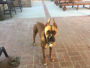 Boxer Puppy for sale in CASTAIC, CA, USA
