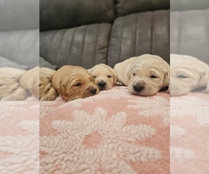 Golden Retriever Puppy for sale in ELVERTA, CA, USA