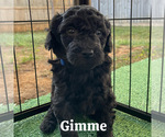 Puppy Gimme Goldendoodle (Miniature)