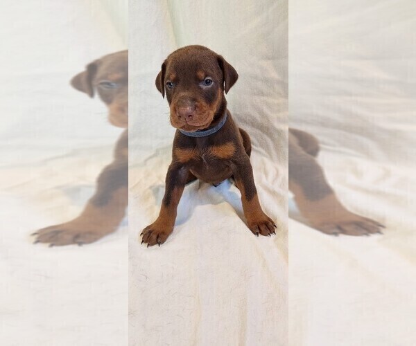Medium Photo #11 Doberman Pinscher Puppy For Sale in RIVERSIDE, CA, USA