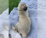 Small Photo #10 Mastiff Puppy For Sale in WATERVILLE, MN, USA