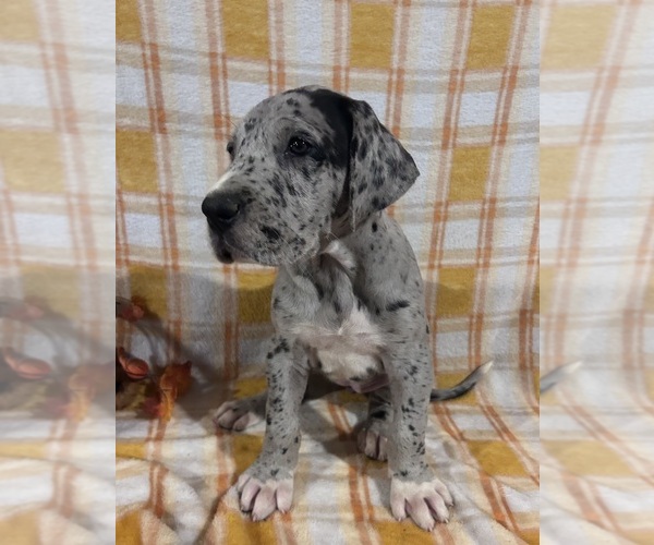 Medium Photo #1 Great Dane Puppy For Sale in BEAVERDAM, VA, USA