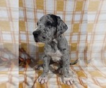 Image preview for Ad Listing. Nickname: Maple