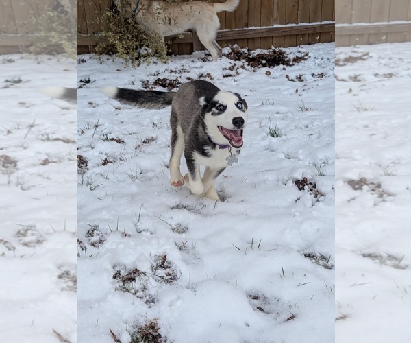 Medium Photo #12 Siberian Husky Puppy For Sale in Holly Springs, NC, USA