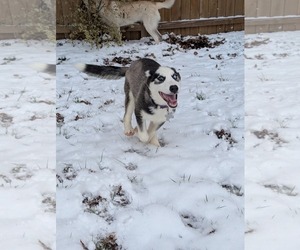 Ginger (Husky) - Female Siberian Husky Dog for Adoption - Photo #12