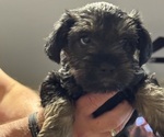 Small #1 Schnauzer (Miniature)
