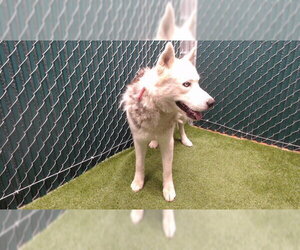 Siberian Husky Dogs for adoption in Downey, CA, USA