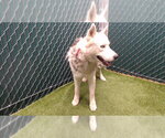 Small Siberian Husky