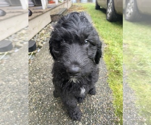 Goldendoodle-Poodle (Standard) Mix Puppy for sale in PORT ORCHARD, WA, USA