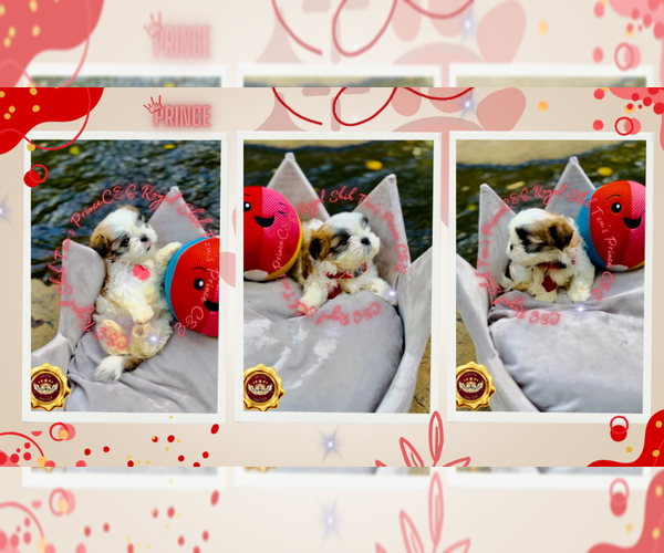 Medium Photo #2 Shih Tzu Puppy For Sale in ATHENS, GA, USA