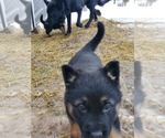 Small Photo #24 German Shepherd Dog Puppy For Sale in COWGILL, MO, USA