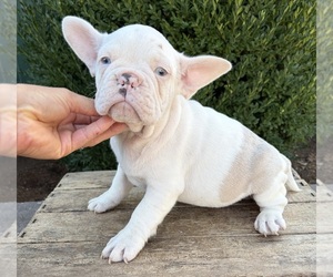 French Bulldog Puppy for sale in MIDDLEBURY, IN, USA