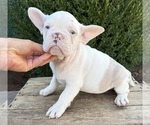 Small French Bulldog