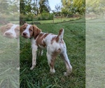 Puppy Bones Brittany