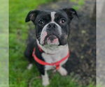 Small #4 American Bulldog