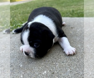 Boston Terrier Puppy for sale in GARFIELD, AR, USA