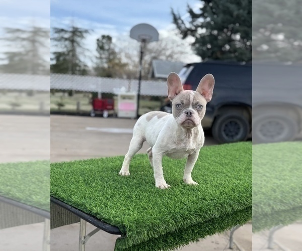Medium Photo #1 French Bulldog Puppy For Sale in JERSEY CITY, NJ, USA