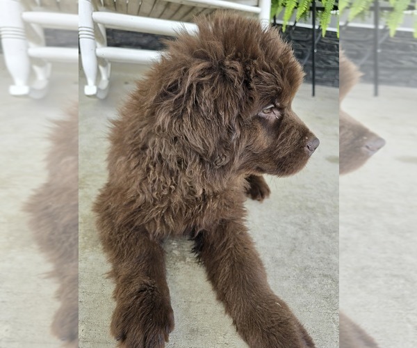 Medium Photo #101 Newfoundland Puppy For Sale in TILTON, IL, USA