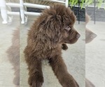 Small Photo #101 Newfoundland Puppy For Sale in TILTON, IL, USA